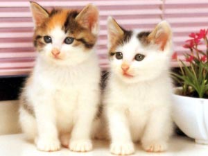 مركز العناية بالقطط ومستلزماتها